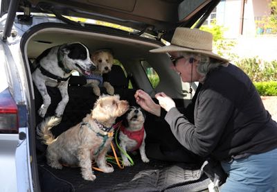 Evropska komisija potvrdila je da Srbija ispunjava uslove za uključivanje na listu trećih zemalja u skladu sa Uredbom koja se odnosi na jasnija pravila za putovanje sa kućnim ljubimcima u zemlje Evropske unije