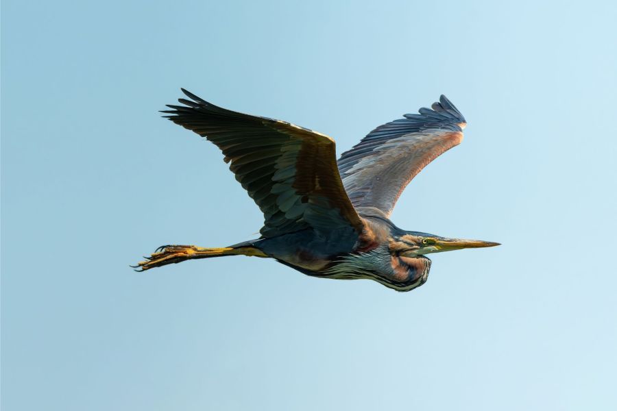 Image for Jesenja seoba ptica