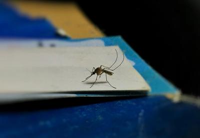 Image for Komarci prvi put u istoriji pronađeni na Islandu