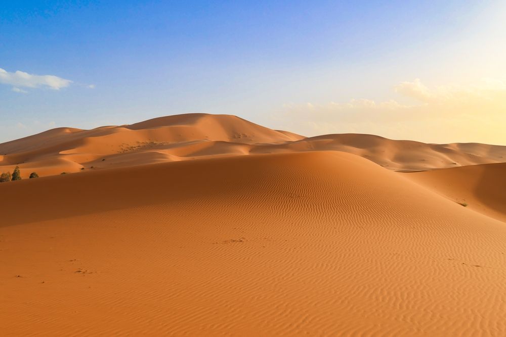 Sahara sama gladuje, ali hrani najveću šumu na planeti