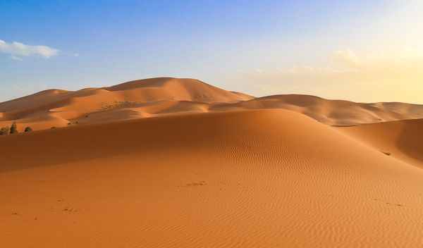 Sahara sama gladuje, ali hrani najveću šumu na planeti
