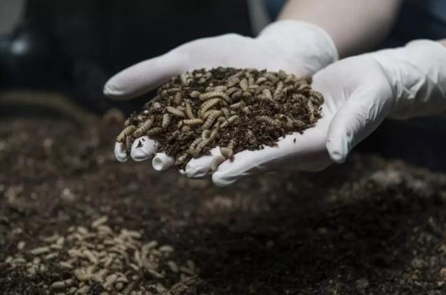 Image for Farma muva u Beču proizvodi đubrivo