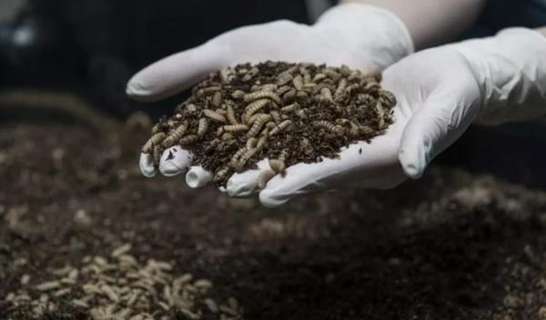 Image for Farma muva u Beču proizvodi đubrivo