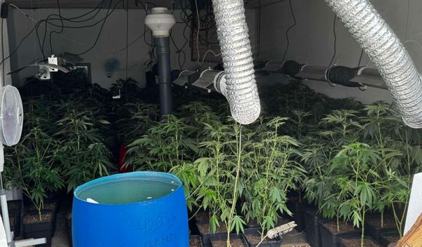 Image for Uhapšeni zbog marihuane