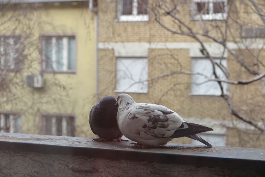 Image for Od mraza do devet stepeni