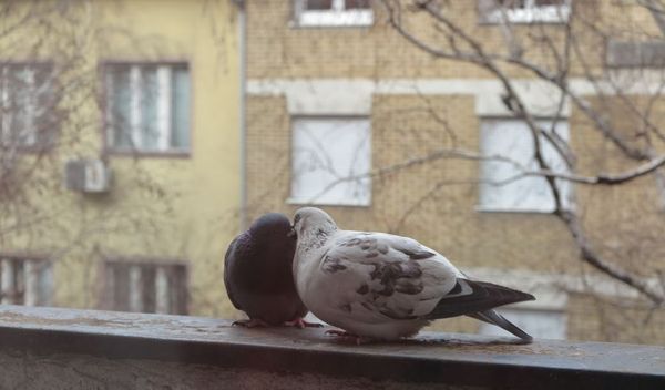 Image for Od mraza do devet stepeni