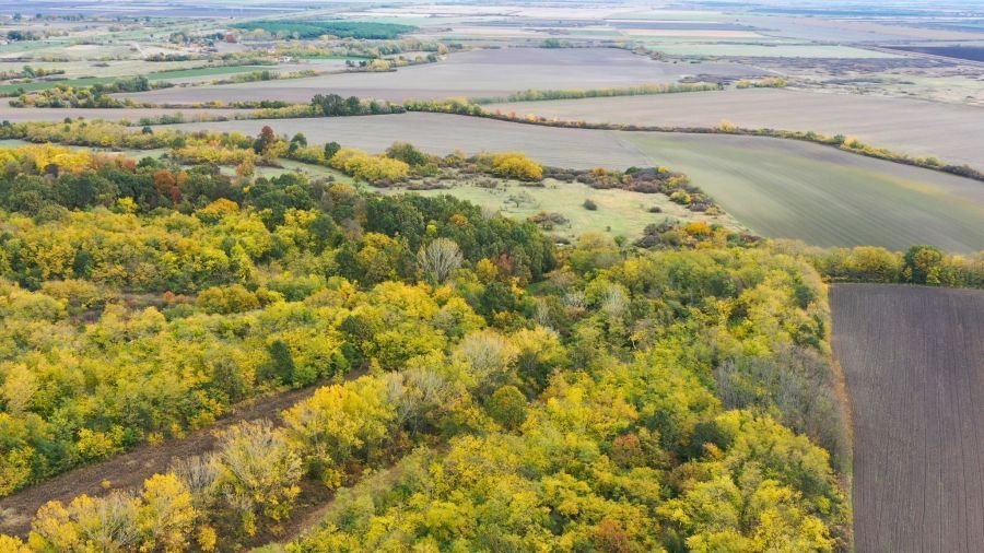 Image for Sačuvan Slavujev lug