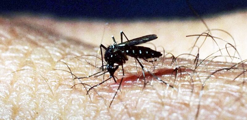 U Srbiji su registrovana prva dva slučaja groznice Zapadnog Nila, sezonskog oboljenja, koje se prenosi ubodom zaraženog komarca