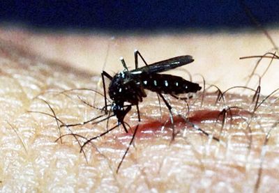 U Srbiji su registrovana prva dva slučaja groznice Zapadnog Nila, sezonskog oboljenja, koje se prenosi ubodom zaraženog komarca