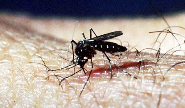 U Srbiji su registrovana prva dva slučaja groznice Zapadnog Nila, sezonskog oboljenja, koje se prenosi ubodom zaraženog komarca