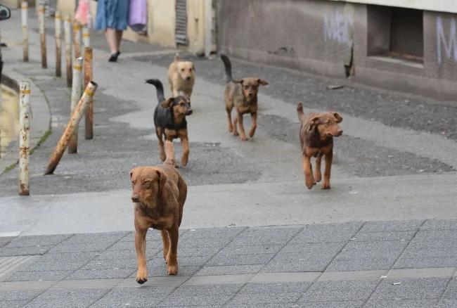 Image for Niš moj grad: Hitno potreban azil za napuštene životinje, ugrožena bezbednost građana