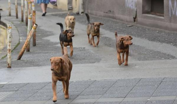 Image for Niš moj grad: Hitno potreban azil za napuštene životinje, ugrožena bezbednost građana