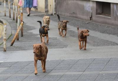 Image for Niš moj grad: Hitno potreban azil za napuštene životinje, ugrožena bezbednost građana