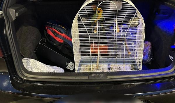 Image for Na Horgošu sprečena dva pokušaja krijumčarenja zaštićenih vrsta ptica