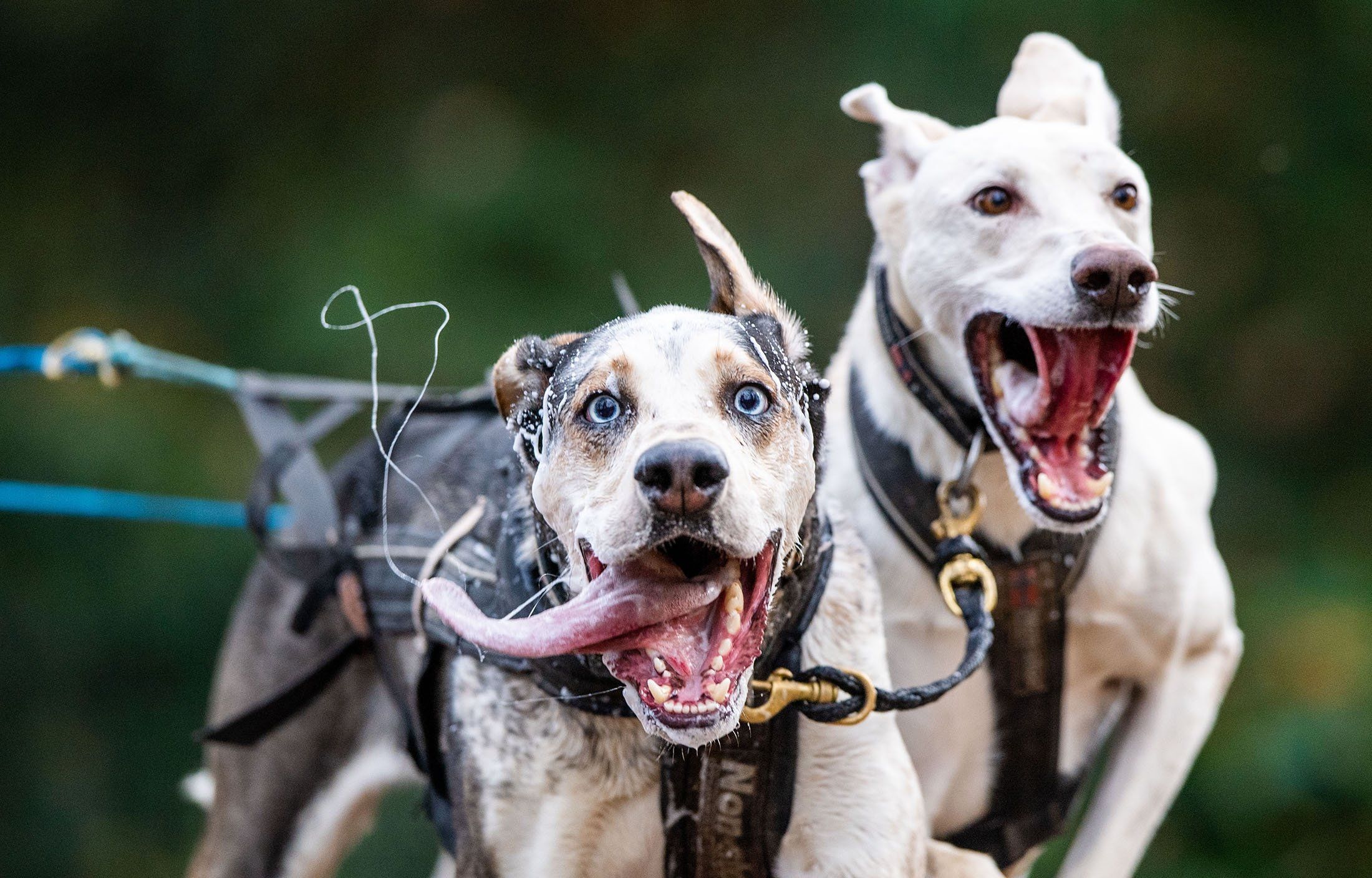 Prva trka sa psima održana je  na Košutnjaku pod nazivom "KomPAS Trail - Staza po meri psa" i u njoj je učestvovalo više od 200 pasa i njihovih vlasnika