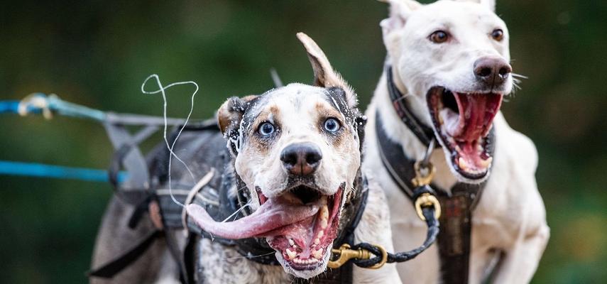 Prva trka sa psima održana je na Košutnjaku pod nazivom "KomPAS Trail - Staza po meri psa" i u njoj je učestvovalo više od 200 pasa i njihovih vlasnika