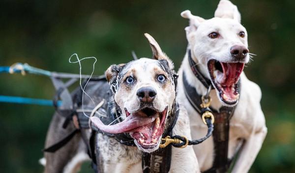 Prva trka sa psima održana je na Košutnjaku pod nazivom "KomPAS Trail - Staza po meri psa" i u njoj je učestvovalo više od 200 pasa i njihovih vlasnika