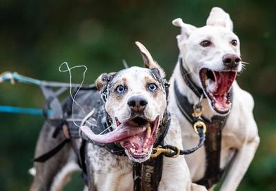 Prva trka sa psima održana je na Košutnjaku pod nazivom "KomPAS Trail - Staza po meri psa" i u njoj je učestvovalo više od 200 pasa i njihovih vlasnika
