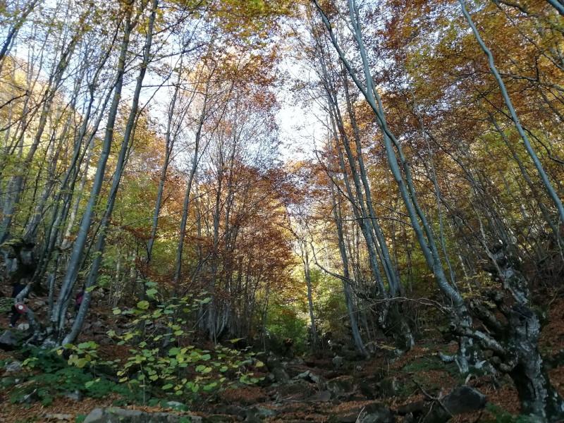 Image for Danska sadi milijardu stabala