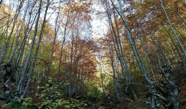 Image for Danska sadi milijardu stabala