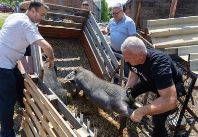 Image for Pomoć oštećenim gazdinstvima