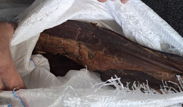 Image for Zaplena mesa, kajmaka, surutke