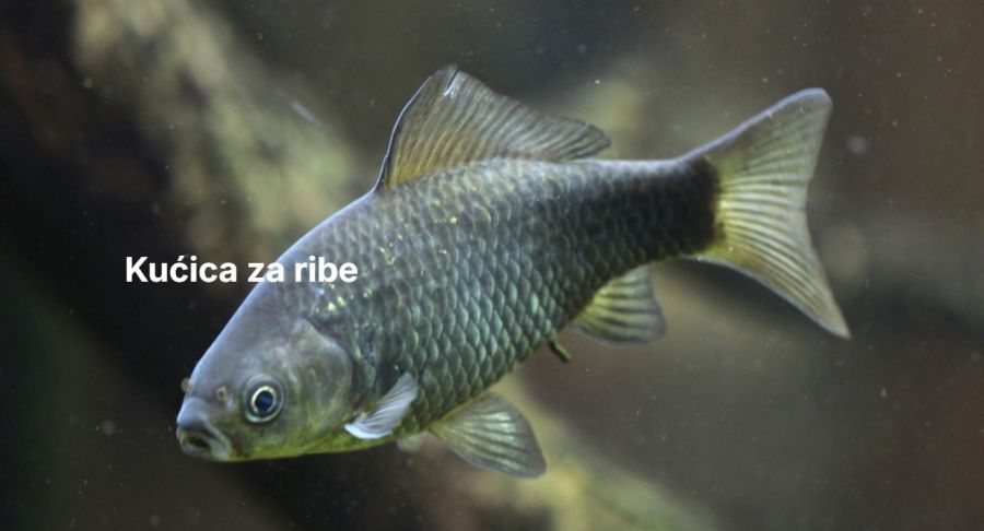 Image for Mali čuvari velikih reka