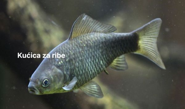 Image for Mali čuvari velikih reka