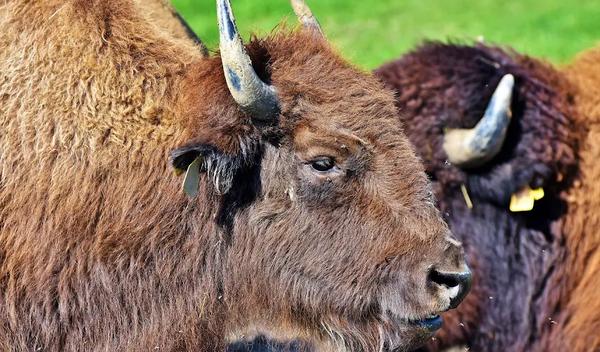 Image for Bizon pobegao iz nacionalnog parka Fruška gora