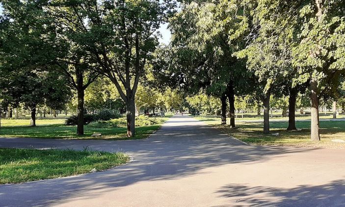 Image for Neće biti masovne seče drveća