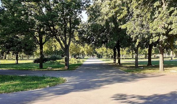 Image for Neće biti masovne seče drveća