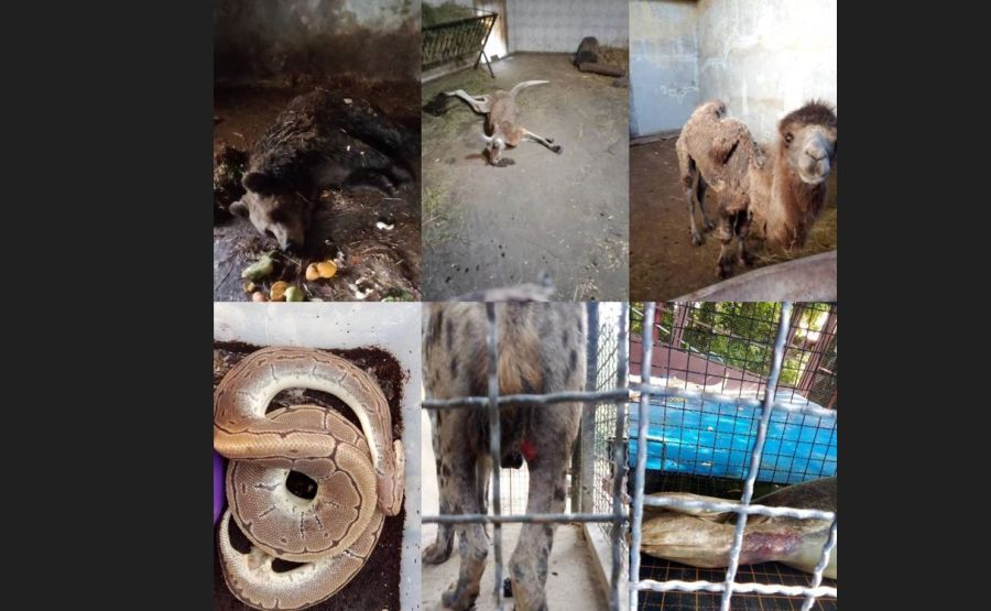 Image for Istraga o stanju Zoo vrta