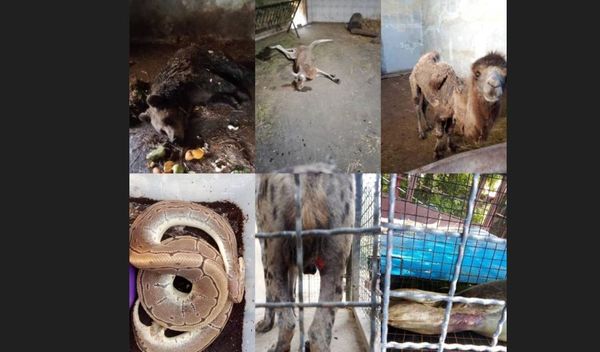 Image for Istraga o stanju Zoo vrta