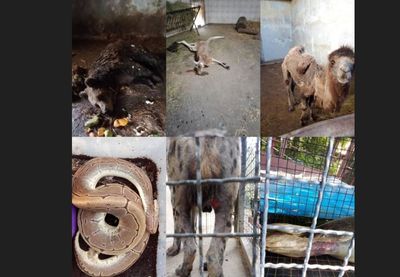 Image for Istraga o stanju Zoo vrta