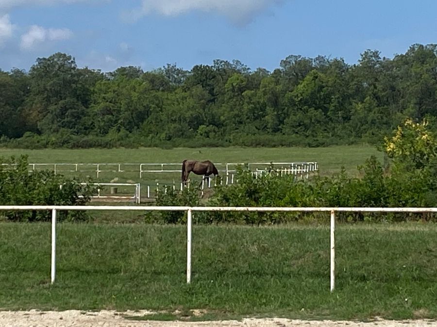 Image for Uginulo 5 konja, 15 se leči