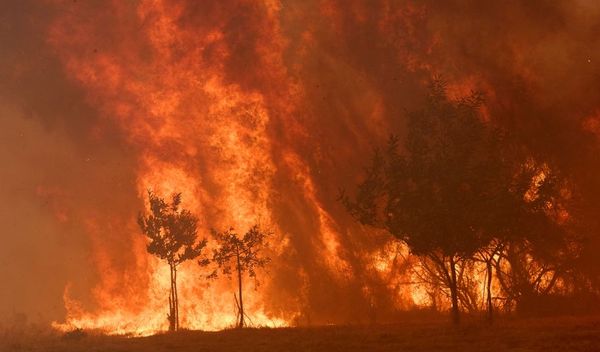 Image for Izgorelo milion hektara