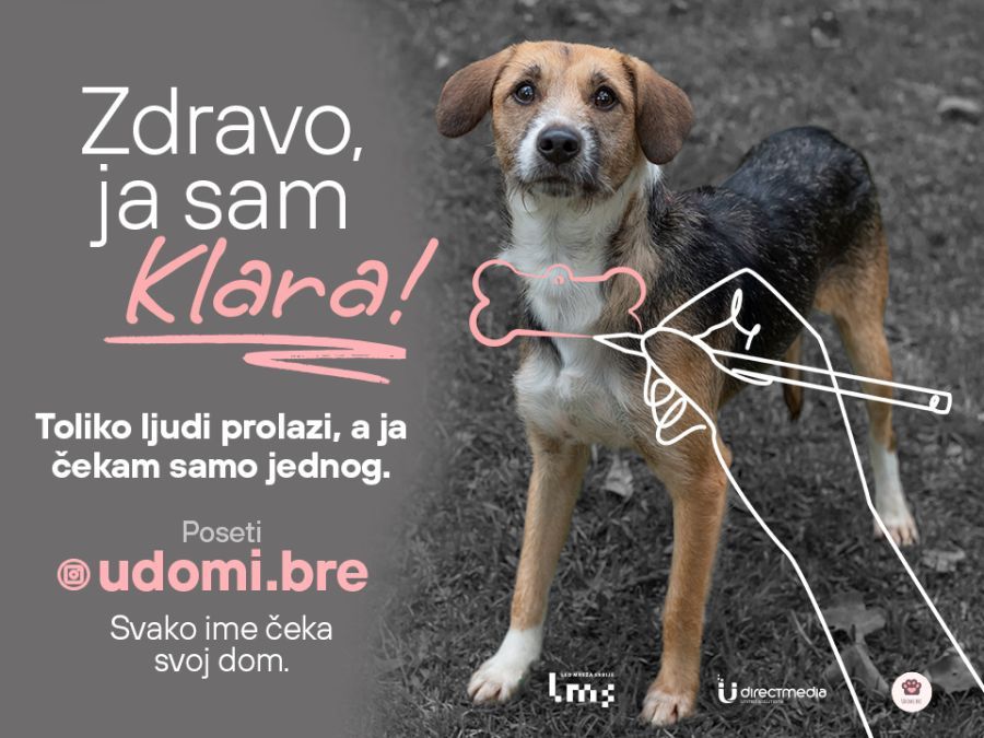 Image for Udomljavanje životinja