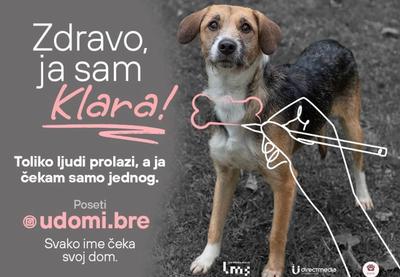 Image for Udomljavanje životinja