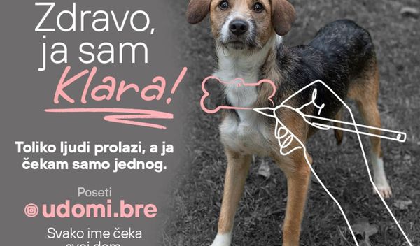 Image for Udomljavanje životinja