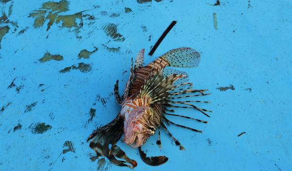 Image for Kiparski ugostitelji invazivnu vrstu ribe pretvaraju u delikates