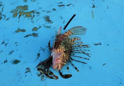 Image for Kiparski ugostitelji invazivnu vrstu ribe pretvaraju u delikates