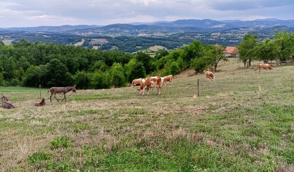 Najniža temperatura oko 7, a najviša dnevna oko 16 stepeni