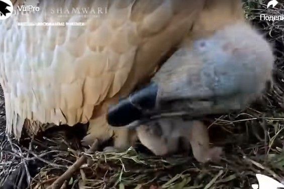 Image for Teška borba za opstanak prelepe vrste