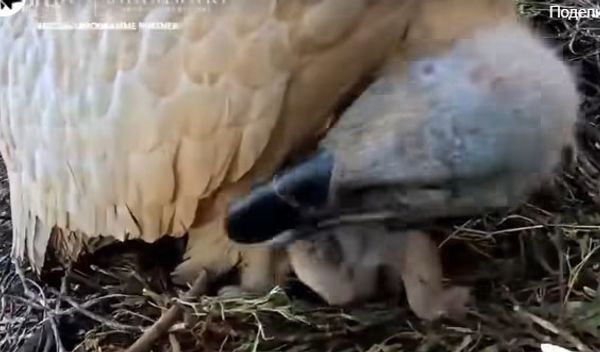 Image for Teška borba za opstanak prelepe vrste