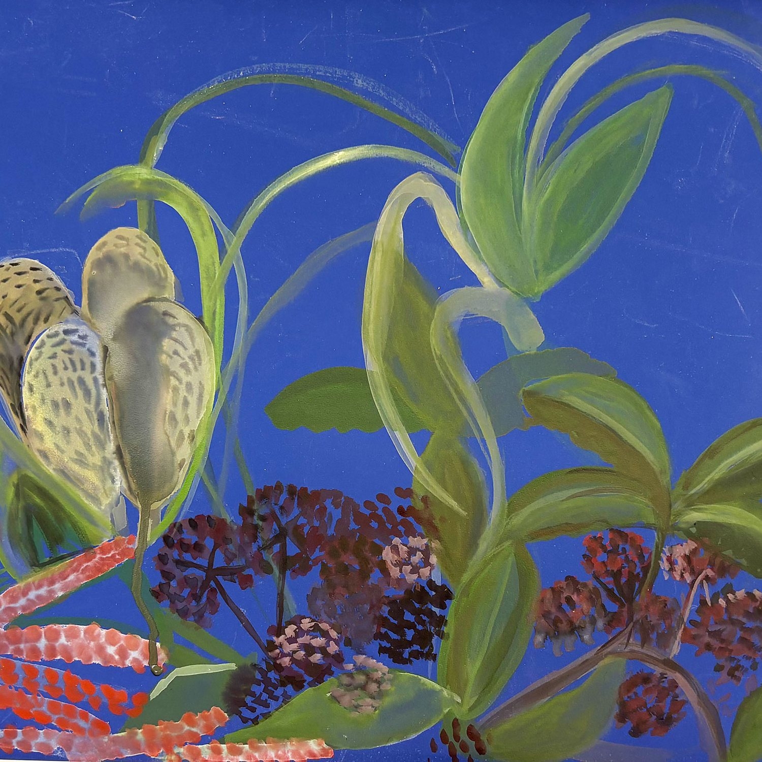 Detail from Botanical Correspondents: a painting of native plants and dark berries against a deep blue background.