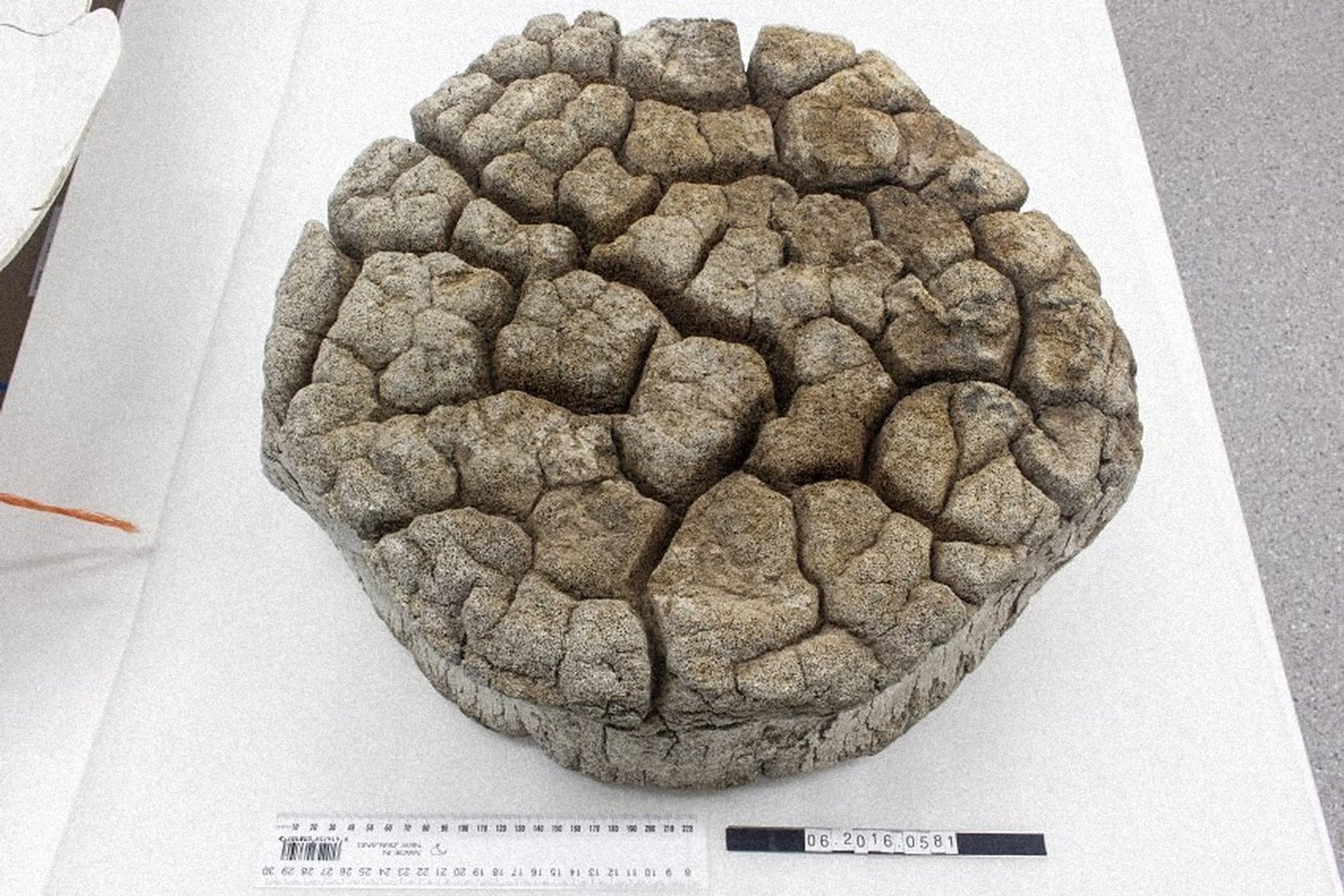 A large, weathered whale vertebra with a deeply cracked surface, photographed on a white background beside a measuring scale.