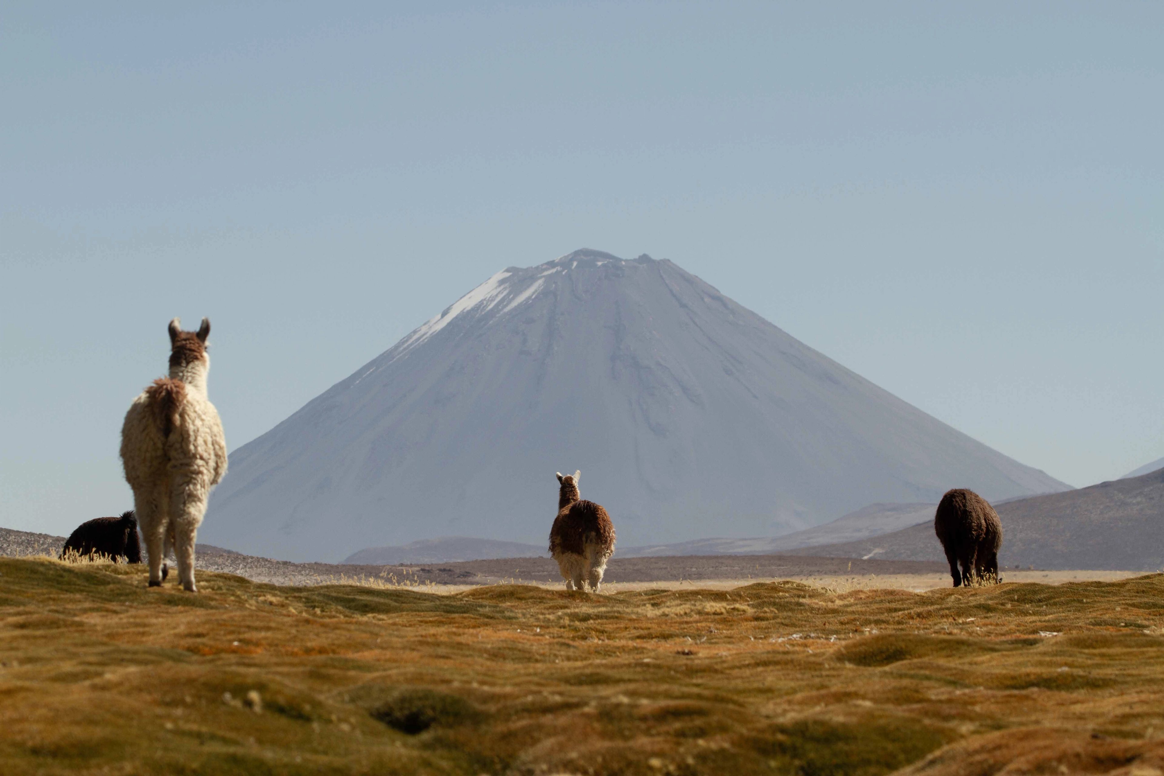 colca-valley-llamas-peru