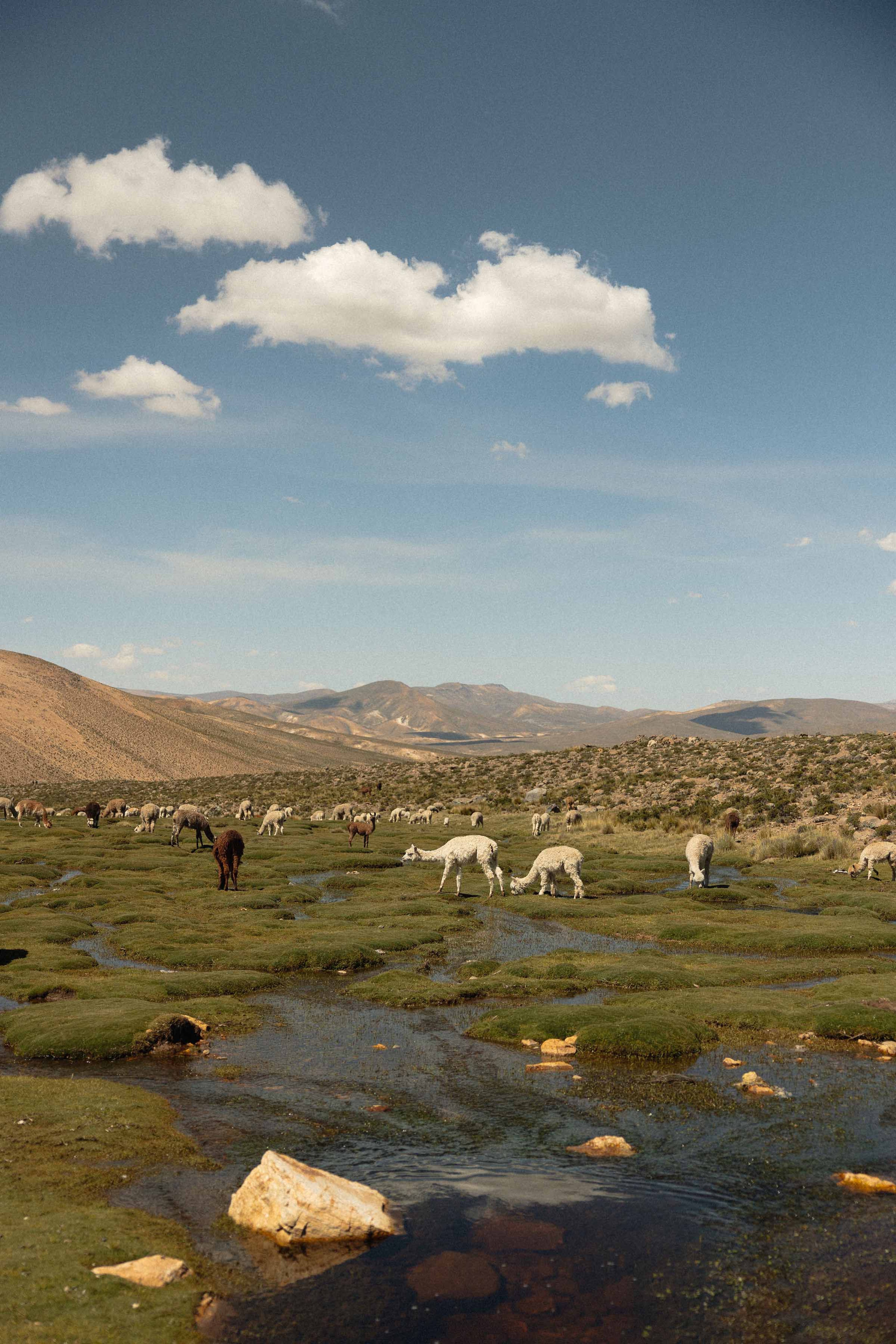 colca-valley-llamas-alpacas-peru