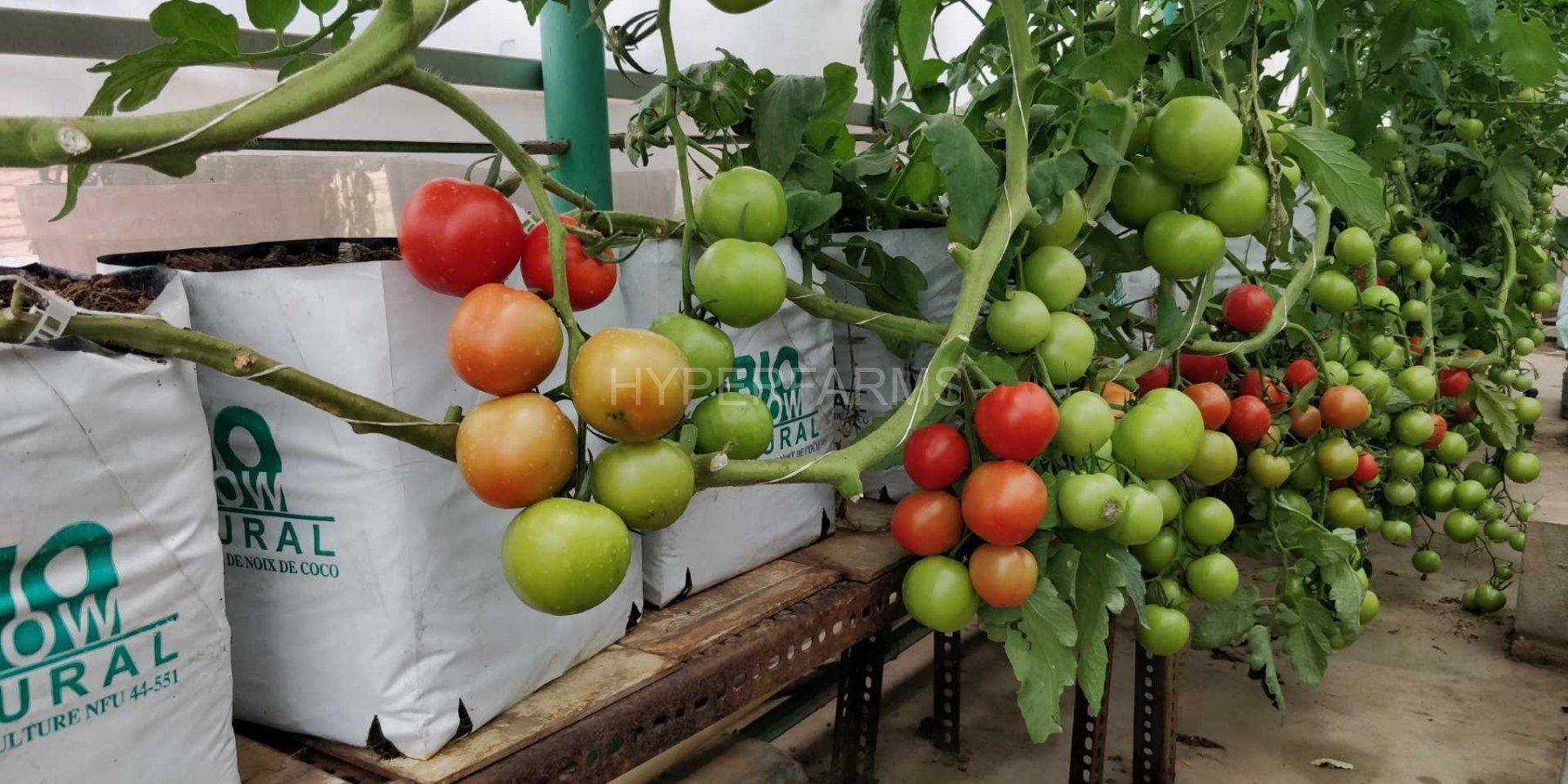 Quarter Acre - Growbag 5