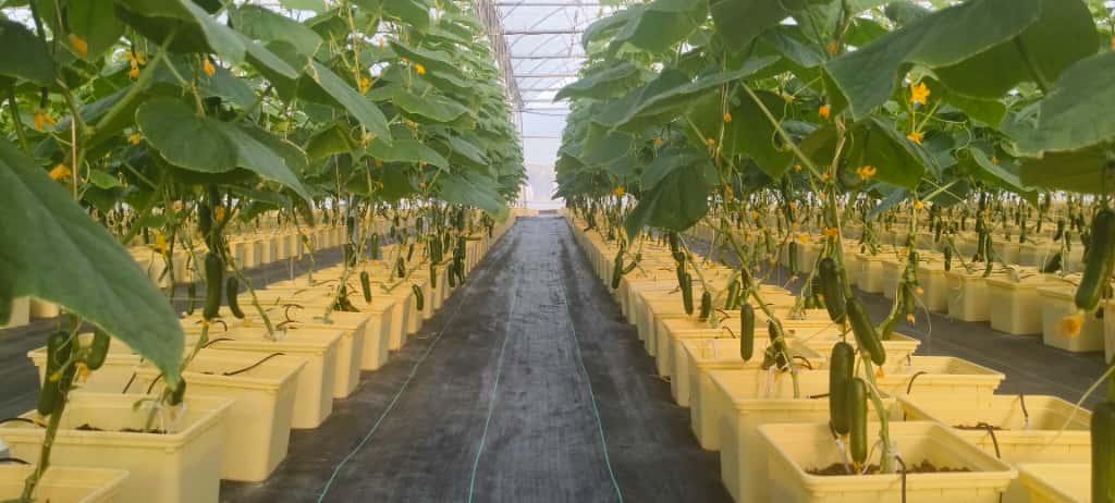 Hydroponics Farm in Maldives 3
